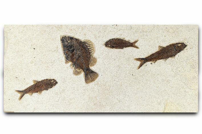 Multiple Fossil Fish (Cockerellites & Knightia) - Wyoming #370875